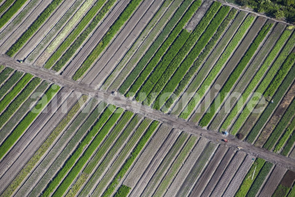 Aerial Image of Crops