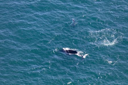 Aerial Image of WHALE