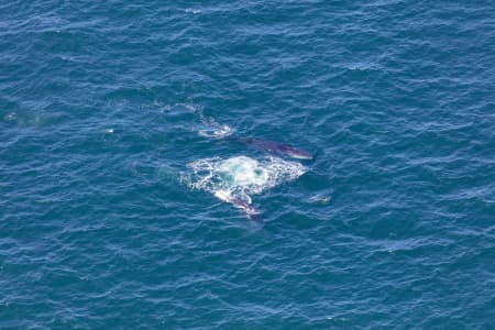 Aerial Image of WHALE