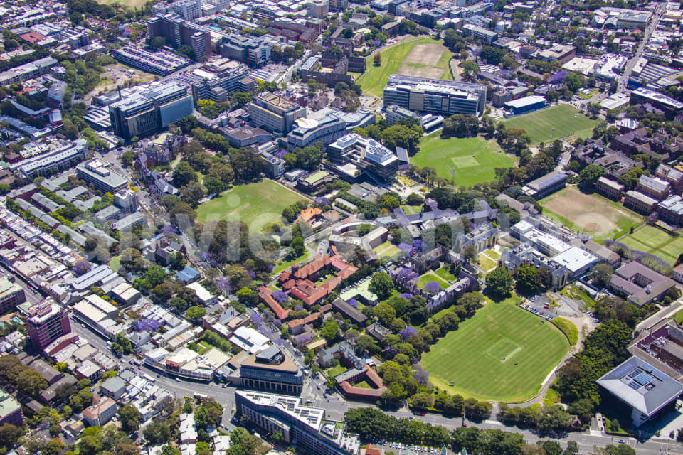 Aerial Image of Sydney University Jacarandas
