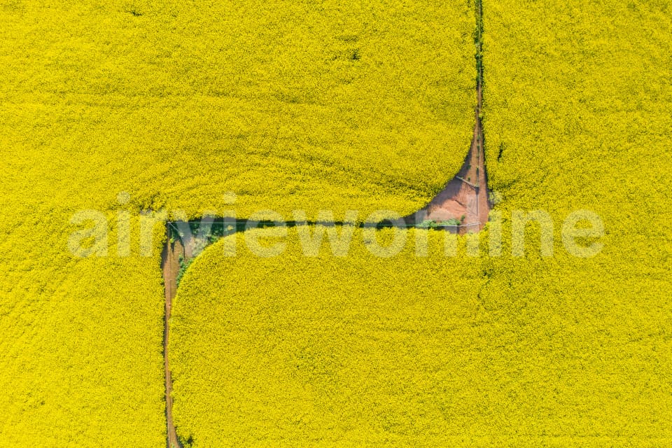 Aerial Image of Canola fields
