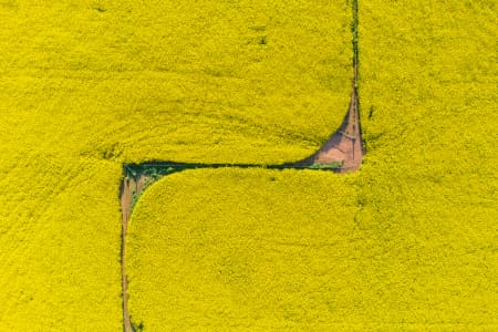 Aerial Image of CANOLA FIELDS