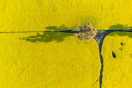 Aerial Image of CANOLA FIELDS