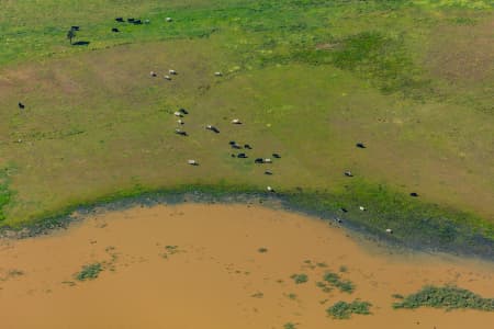 Aerial Image of COWS