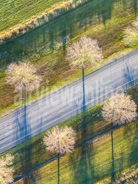 Aerial Image of Roadside trees at Newstead