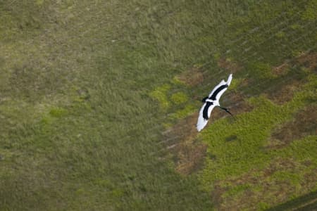 Aerial Image of BIRD IN FLIGHT
