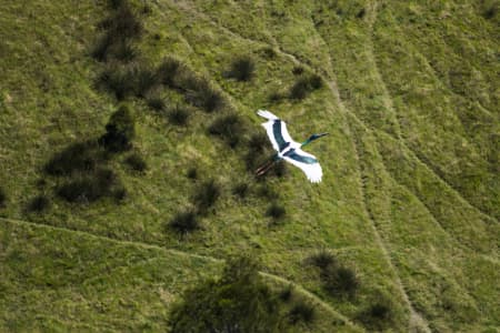 Aerial Image of BIRD IN FLIGHT