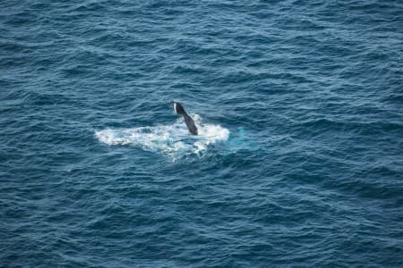Aerial Image of WHALE SERIES