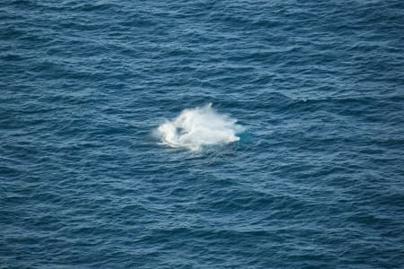 Aerial Image of WHALE SERIES