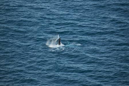 Aerial Image of WHALE SERIES