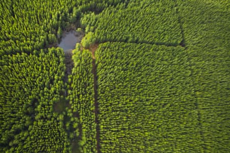 Aerial Image of PINE TREES