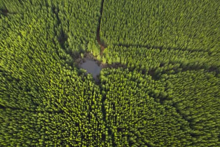 Aerial Image of PINE TREES