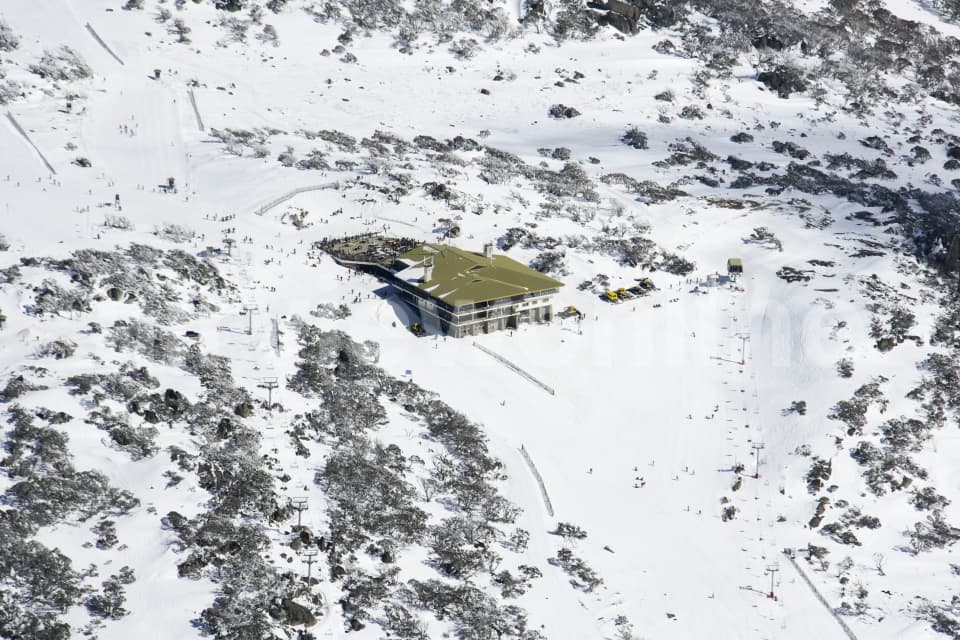 Aerial Image of Blue Cow