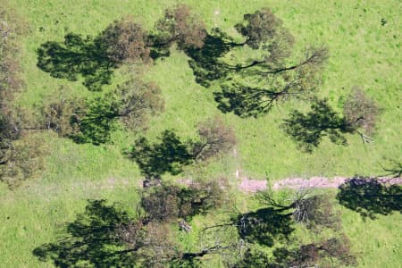 Aerial Image of TREES AND SHADOWS