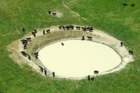 Aerial Image of DAM COWS, BLAYNEY NSW