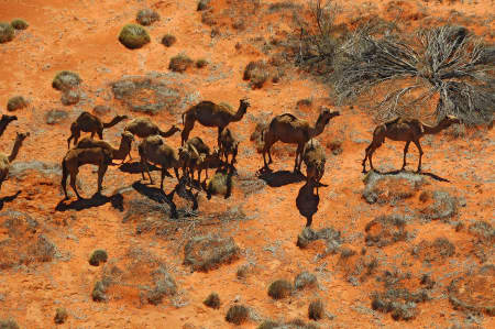 Aerial Image of CAMELS!