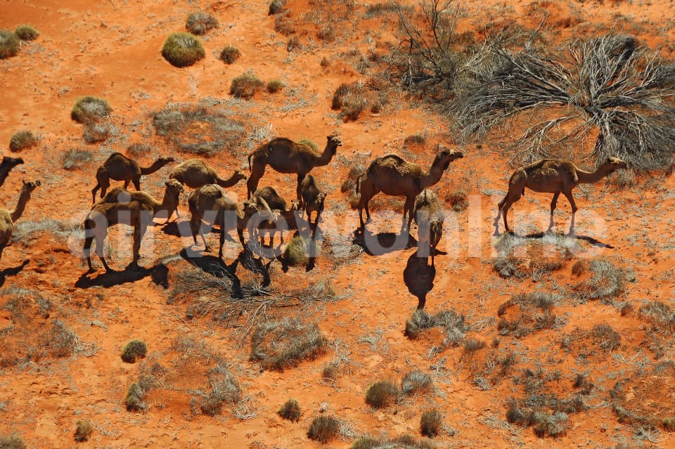 Aerial Image of Camels!