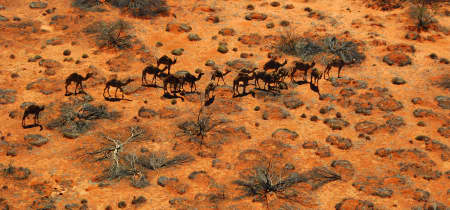 Aerial Image of WANDERING CAMELS