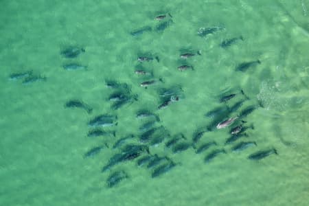 Aerial Image of DOLPHINS