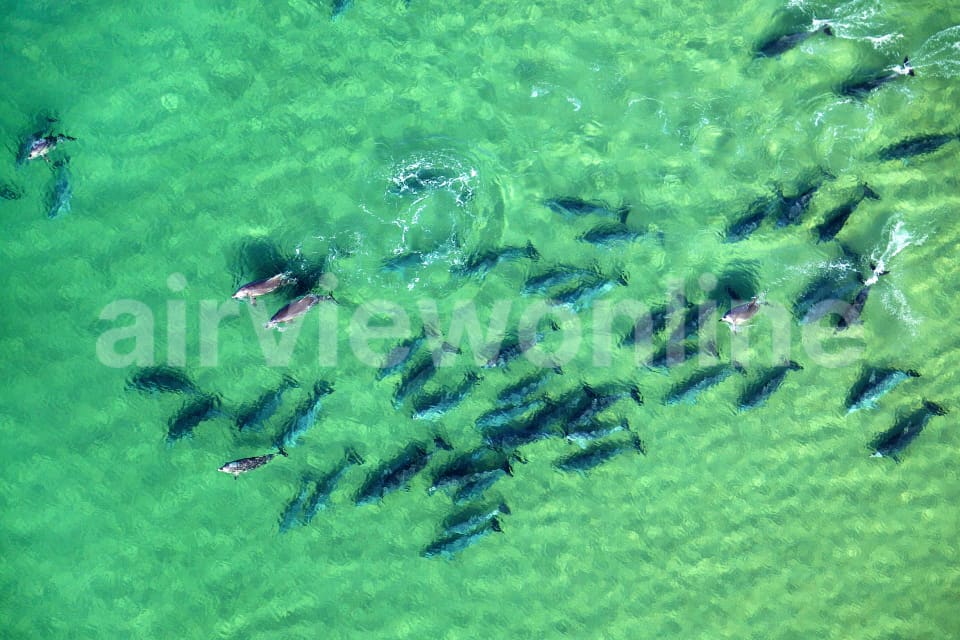 Aerial Image of Dolphins at Play