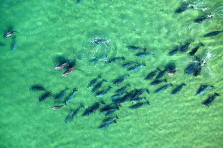 Aerial Image of DOLPHINS AT PLAY