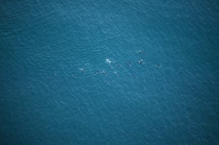 Aerial Image of MORETON BAY DOLPHINS