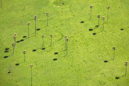Aerial Image of PALM TREES