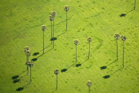 Aerial Image of PALM TREES