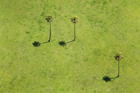 Aerial Image of PALM TREES