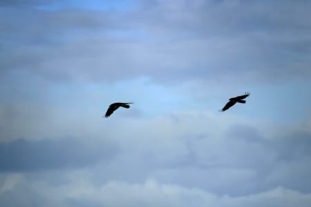 Aerial Image of BIRDS