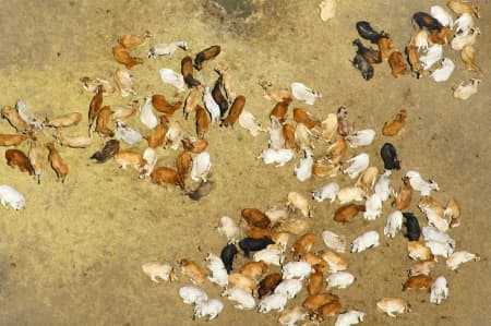 Aerial Image of MIXED BAG OF COWS