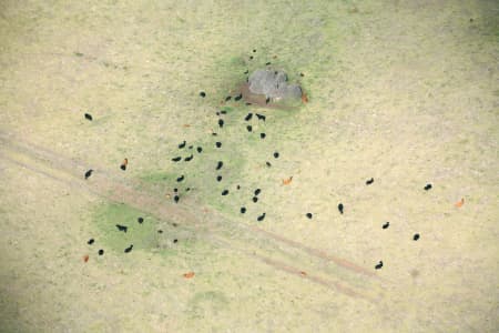 Aerial Image of COWS, PHILLIP ISLAND