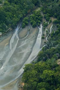 Aerial Image of MANGROVE TREE