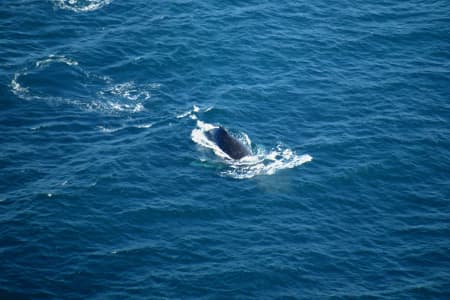 Aerial Image of A WHALE BREACHING.