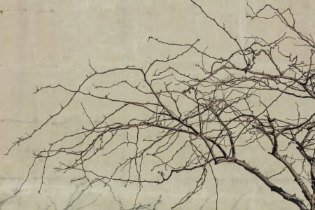 Aerial Image of KIRRIBILLI